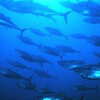 アメリカは魚の乱獲制限で効果をあげています