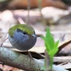 キマユコビトサザイ Grey-bellied Tesia