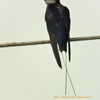 Wire-tailed Swallow ハリオツバメ (インドの鳥その91)