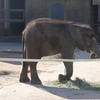  愛媛県立とべ動物園 アフリカゾウのリカ♀と媛♀、インドゾウのタロウ♂