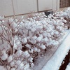 【ブログ&コラム】雪が降った日。
