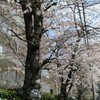 墨田区亀沢２の桜