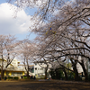 松が枝公園（相模原市南区松が枝町）