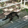 Cats living on the South Island.