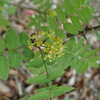 香りのよい植物 食卓にも並ぶサンショウ
