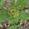 香りのよい植物 食卓にも並ぶサンショウ