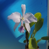 Cattleya warneri f.coerulea`Rio&#039;