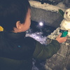 東京に降る雪