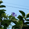 夏の朝🌿morning glory～🌺