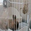 どっちのゴロンチョ
