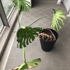 モンステラを植え替えた！！