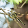 いつもの公園　幼鳥たち　その２　コゲラ、エナガ、カイツブリ
