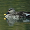 Indian Spot-billed Duck アカボシカルガモ (インドの鳥その82)