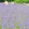 ラベンダー花まつり：よしみねハーブ園