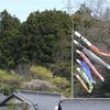 桜を愛でる