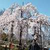 清水寺の桜2020、外国人観光客が少なく混雑緩和。