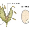 米一粒の大きさを知るから出来ること