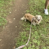 犬の森オフ会@石神井公園