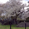 アジアな空間　その１１４３　岩手県の石割桜　の巻