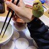セキセイインコ　不注意で逃がす　自責の念