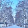 【北海道】雪景色も美しい！冬の「十勝牧場白樺並木」へ