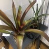 植物が増えている！！