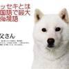 「SoftbankのCM」孫正義「日本の父親は白い犬」韓国の最大級の侮辱（韓国なら取っ組合いの喧嘩になる）