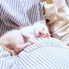 可愛いネコちゃんシリーズー2・・・