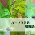 #33｜週一の水替え完了。ハーブ3兄弟とミニトマトの今