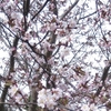 29, 04. 2018　公園の桜咲く