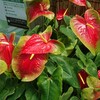 新宿御苑で見た植物⑦ 大紅団扇(オオベニウチワ)


