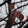 CanonのカメラでClassic Chrome撮って出し（リトライ）