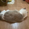 ふくちゃんが僕らの帰宅をものすごく喜んだこと