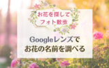 お花を探してフォト散歩「Googleレンズ」でお花の名前を調べて楽しんでいます♪