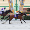 競馬初心者必見☆馬券予想🔥〜フェブラリーS〜今年最初のG1戦！国枝調教師勇退の華道。