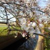 加治川治水記念公園（新発田市真野原）の桜2014