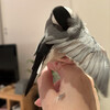文鳥換羽のきろく