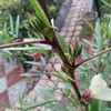 咲いた、咲いた、ローゼルの花