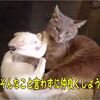 トラ猫とリュー太郎猫の会話