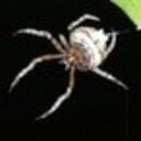 なげなわぐも観察日記