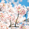 油断した！　ギリギリセーフの初桜