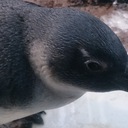 拝啓 渋沢栄一様