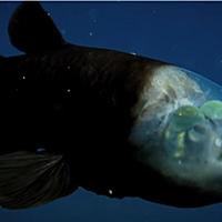 デメニギスとは 動植物の人気 最新記事を集めました はてな デメニギスとは 動植物の人気 最新記事を集めました はてな