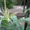 トウモロコシに雄穂が出ました+菊とダリアの支柱作り