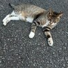 【1歳児】保育園生活23週目。猫が好き。