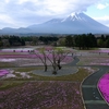 富士芝桜まつり