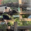 覚悟して日曜日に上野動物園に行ったら予想通り激混みだったので浅草に逃げたら浅草も上野以上に混んでいた、な話