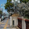 都電荒川線各駅停車の旅・王子駅前駅・飛鳥山駅『桜咲く飛鳥山公園へ④音無橋』