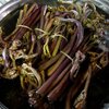 わらびの塩漬けをようやく・・・。