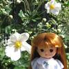 初秋の草花（2/4）